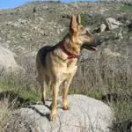 German shepherd standing atop a boulder outdoors