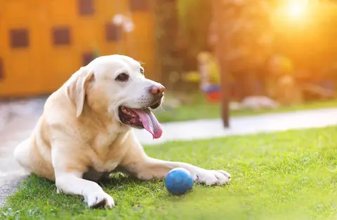 Dog outside