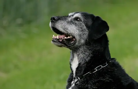 Old Dog