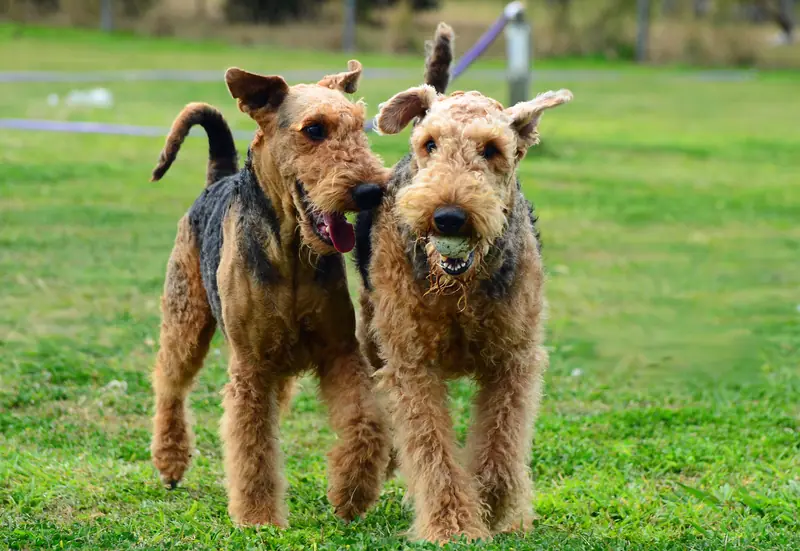 Dog Exercise