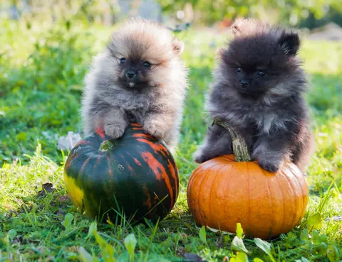 Two Pomeranian puppies perched on pumpkins in grass