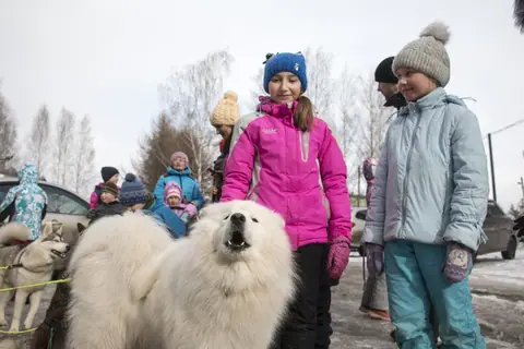 Girl with a white sled dog and children on a snowy street