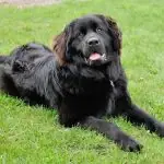 Large black Newfoundland dog lying on grass