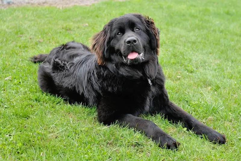 Newfoundland dog lying on grass with tongue out