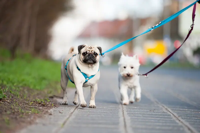 Pug and a small white terrier walking on leashes