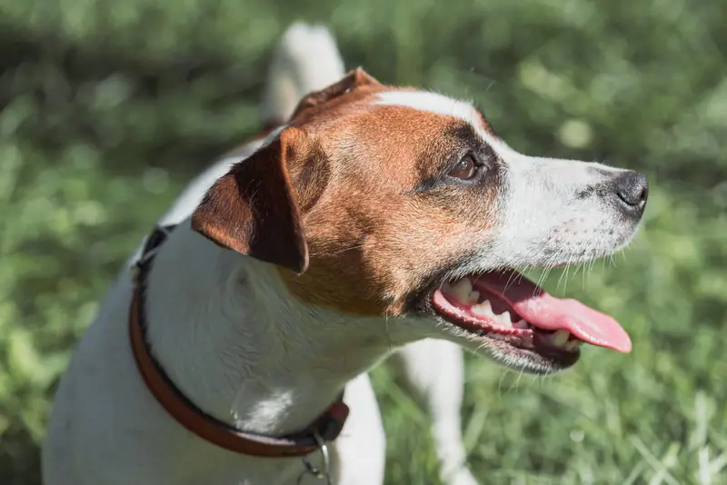 Jack Russell terrier outdoors with tongue out, wearing collar