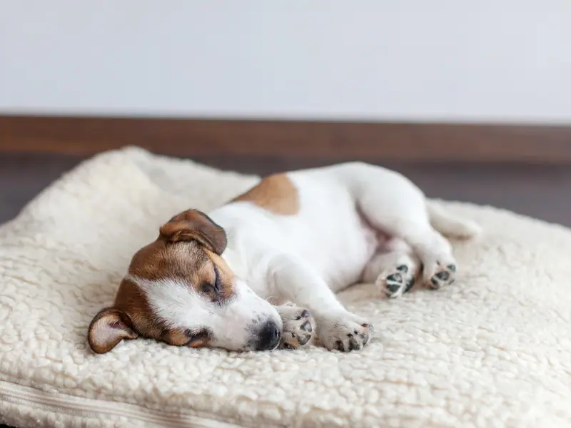 Puppy sleeping curled up on a fleece dog bed