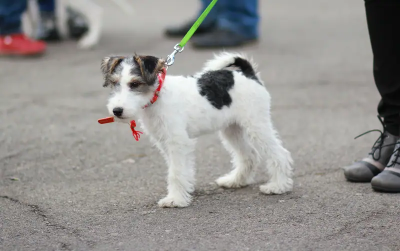 Wire fox terrier puppy on leash holding a stick