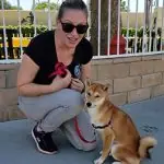 Woman kneeling beside a Shiba Inu on leash