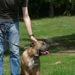 Trainer's hand reaching to pet a leashed dog outdoors