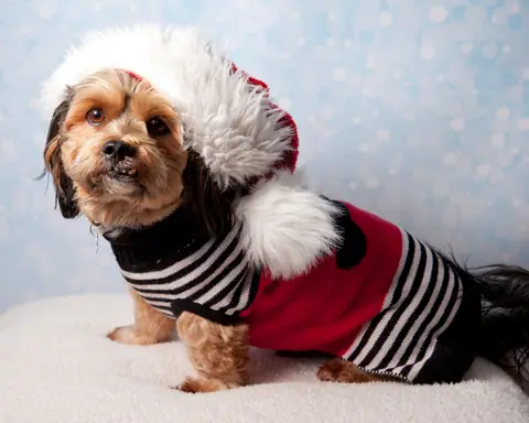 Small dog wearing a red and white striped holiday sweater with hood
