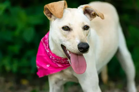 Tan dog with pink bandana panting outdoors, tongue out