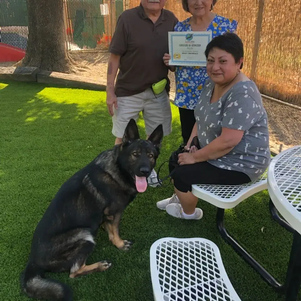 Dog training gallery image 44