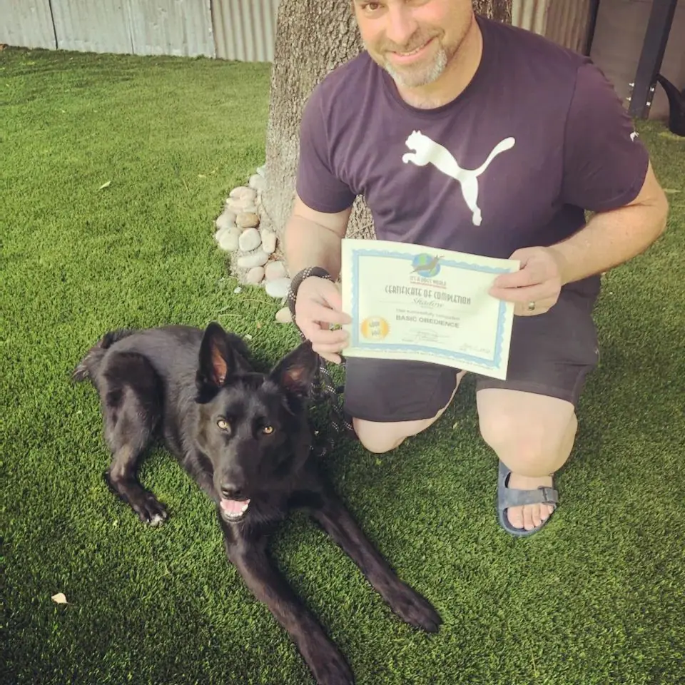 Dog training gallery image 40