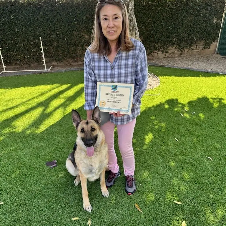 Dog training gallery image 28