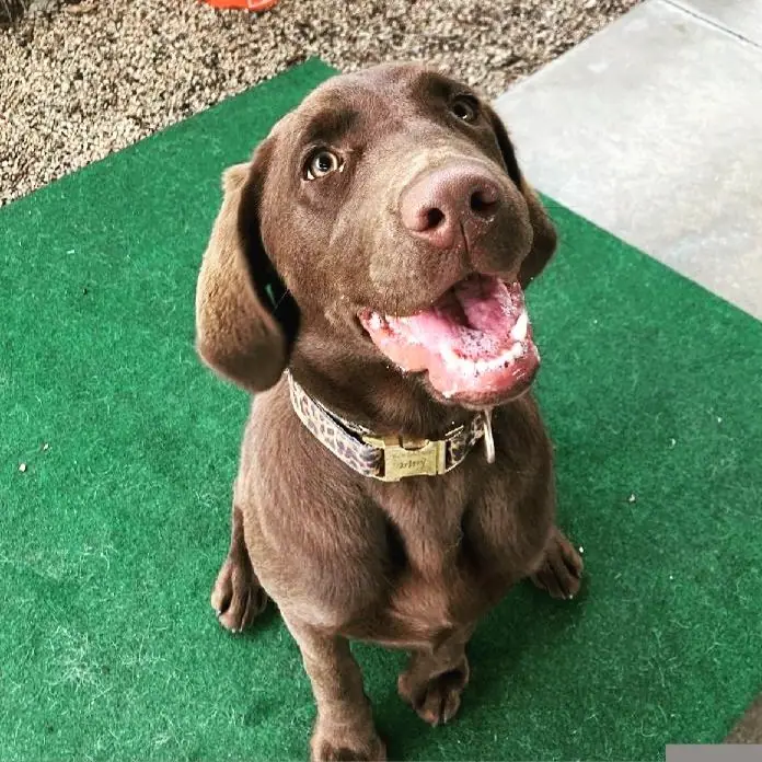 Recently trained dog 5