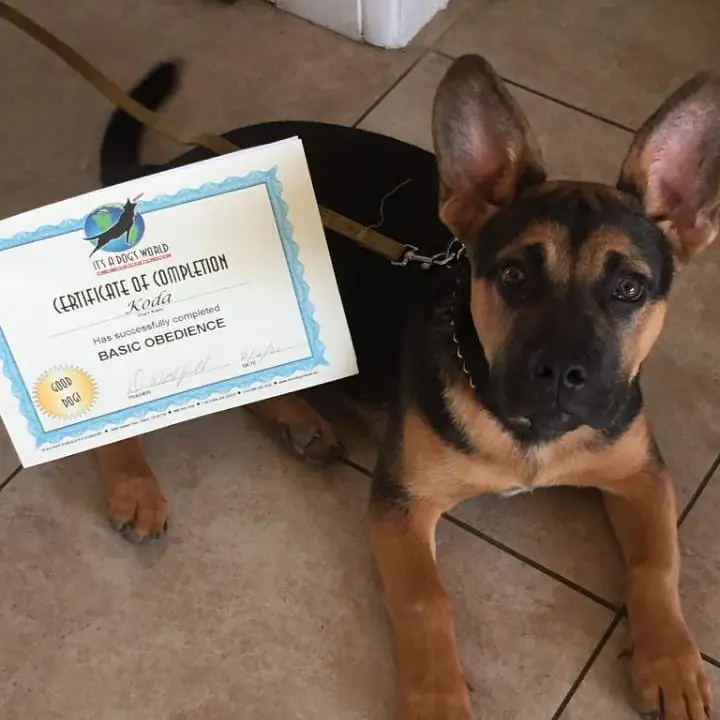 Dog training gallery image 62