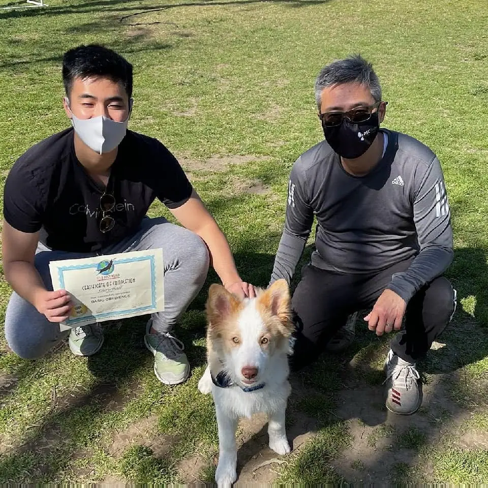 Dog training gallery image 56