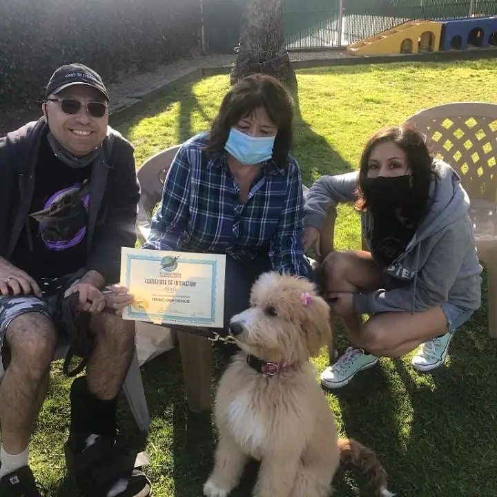 Dog training gallery image 58