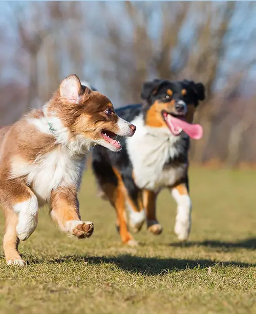 Dog training gallery image 37