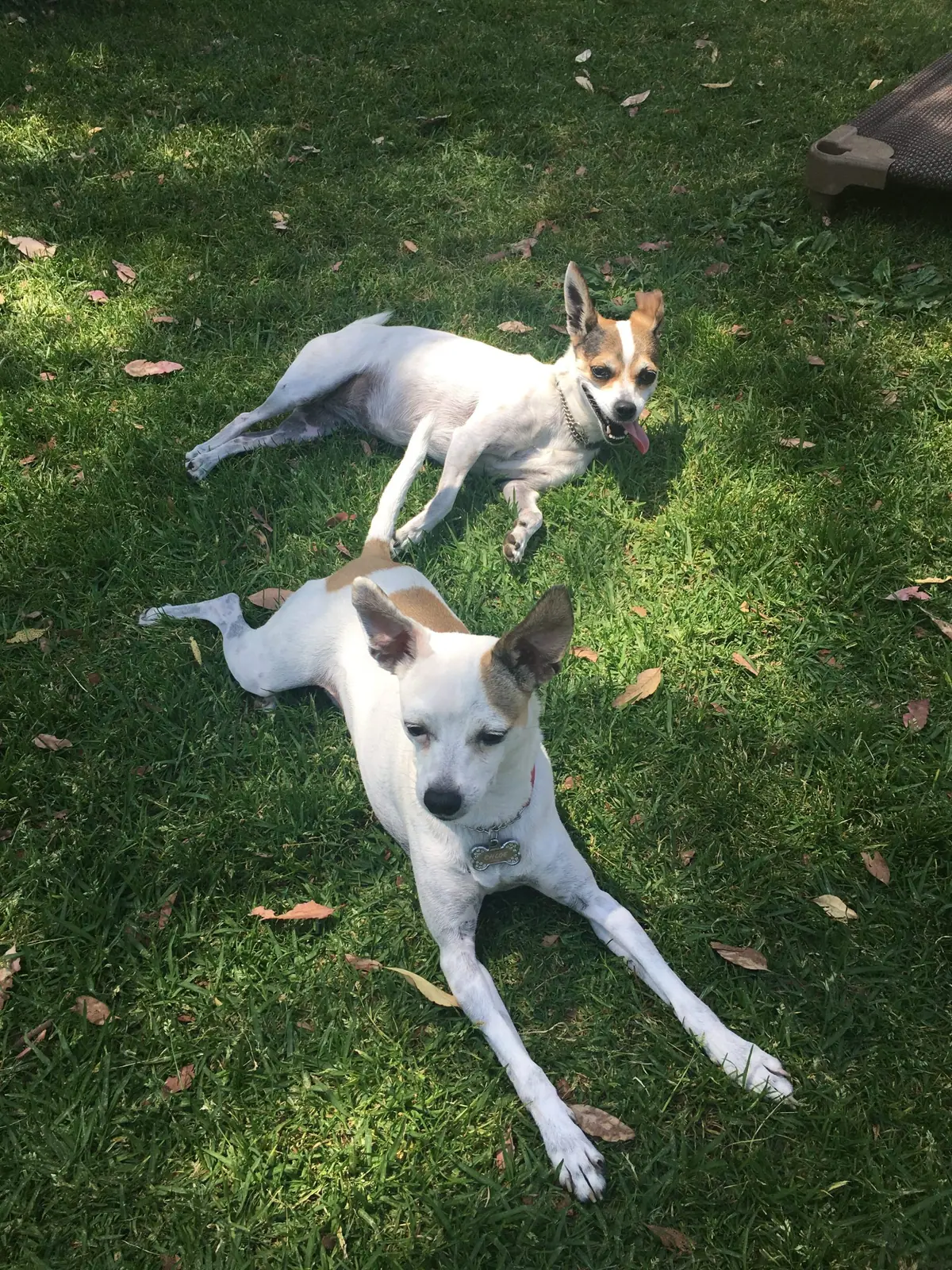 Two small terrier mix dogs lying together in grass