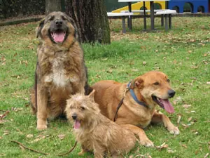 Recently trained dog 2