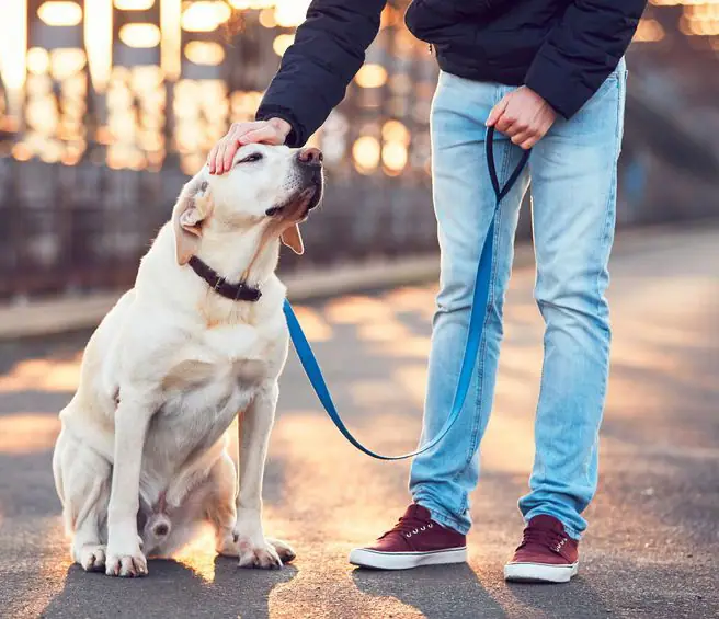 Recently trained dog 1