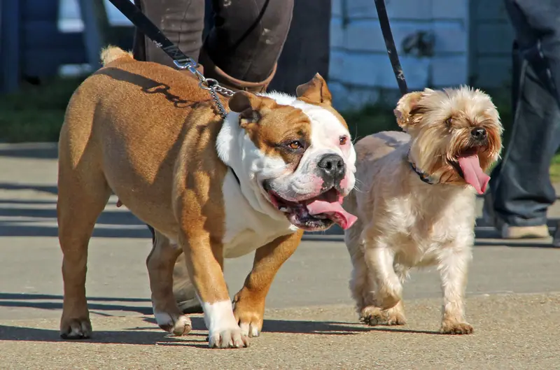 Effective Programs for Difficult Dogs dog training