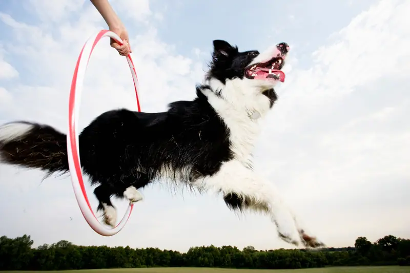Recently trained dog 3