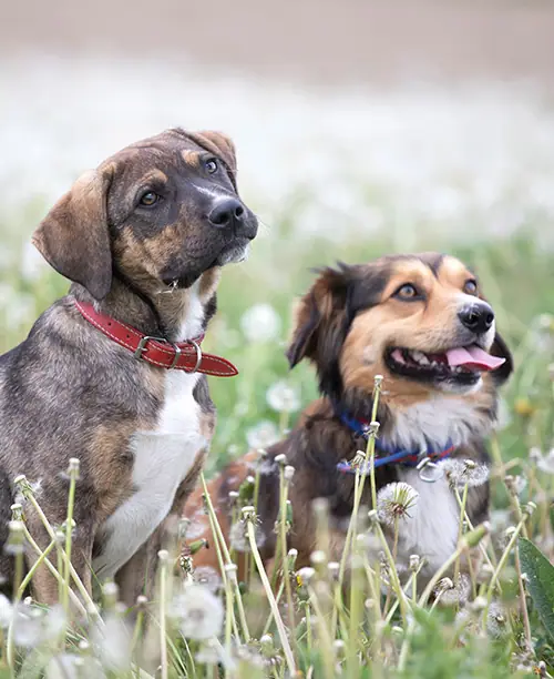 OFF-LEASH